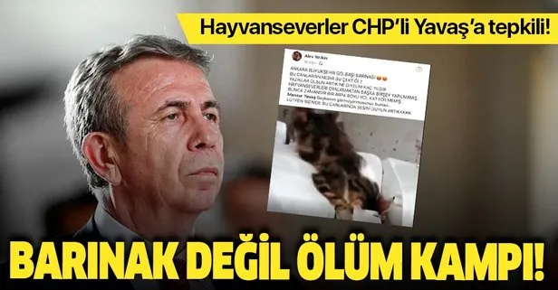 Hayvanseverler CHP’li Yavaş’a tepkili: Hayvan katliamı cezasız kalıyor!