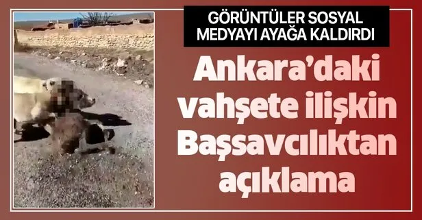 Son dakika: Ankara Haymana’da çoban köpeklerini sıpaya saldırttığı iddia edilen Berat Kaya’nın serbest bırakılmasına ilişkin açıklama