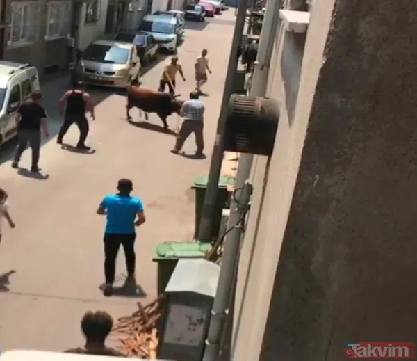 'Firar eden kurbanlıklar' haberleri gelmeye başladı! Boğa bir kişiyi düşürdü koçlar trafiği karıştırdı - 5