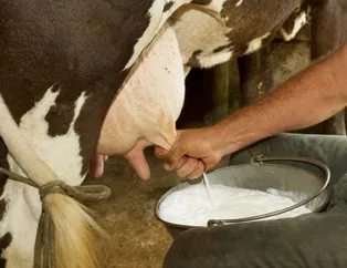 Rüyada inek sağmak ne anlama gelir? Rüyada inek sağmak neye işarettir? Rüyada inek sütü görmenin anlamı ve yorumu nedir?