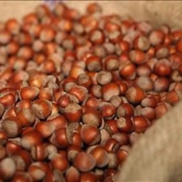 Gençlik fındıkta saklı