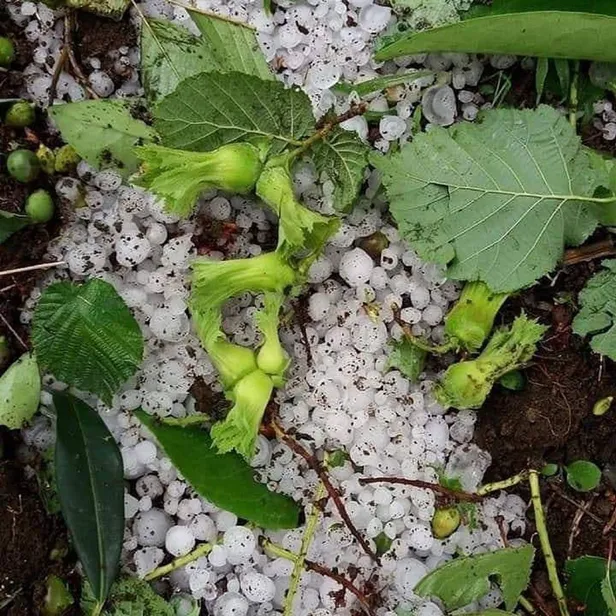 Ordu'da araçları doludan korumak için tahtalı önlem-6