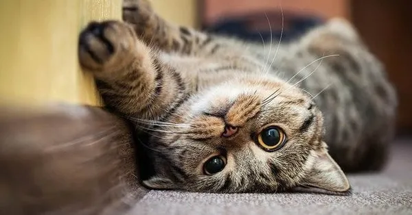 ruyada siyah kedi isirmasi nasil yorumlanir ruyada siyah kara kedi gormek neye isaret takvim