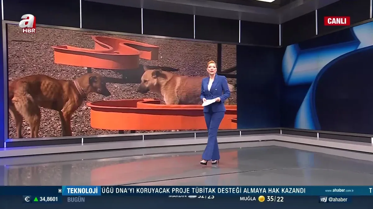 Ankara Valiliği ''Kuduz Köpek'' açıklaması!