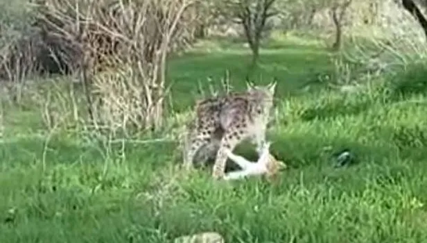 Tunceli Hozat'ta belgeselleri aratmayan anlar! Vaşak'ın kediyi avlama anları saniye saniye kamerada