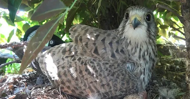 Yırtıcı kuş iş yerine yuva yaptı! Her gün yılan ve fare taşıyor