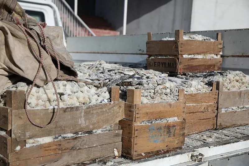 Van'da ele geçirildi İlçe Tarım ve Orman Müdürlüğü'ne teslim edildi: Tuzlanarak kurutulmuş 5 ton inci kefali!-4