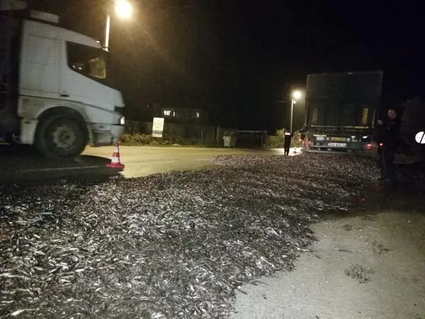 Bursa'da tonlarca hamsi yola saçıldı - 5
