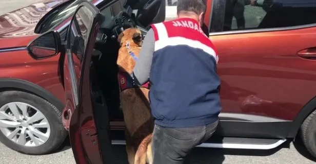 İstanbul'da jandarmadan dev operasyon! Çok sayıda uyuşturucu hap ele geçirildi