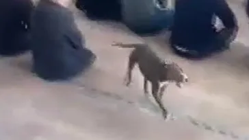 Camide pitbull paniği: O anlar kamerada!