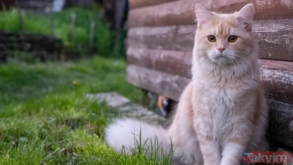 Türkiye sandınız ama değil! 74 milyonla dünyanın en çok kedi besleyen ülkesi açıklandı - 11