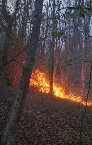 Sinop'ta orman yangını çıktı