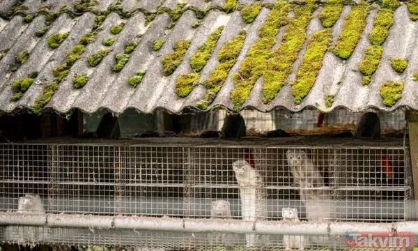 Koronavirüs mutasyona mı uğradı? Danimarka'dan sonra ABD'de tespit edildi - 26