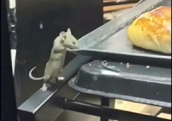 1652447776785.jpg Kocaeli'de mide bulandıran görüntü! Lağım faresi poğaçaların içinde cirit attı! O görüntülere inceleme-3