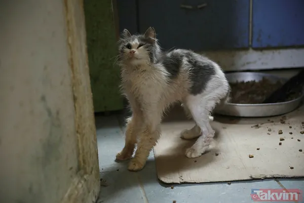 Büyükada'da salgın! 4 ayda 700 kedi Feline Enfeksiyoz Peritonit (FIP) hastalığından öldü! Hayvanseverler CHP'li belediyeyi kayıt tutmadığı için suçladı - 37