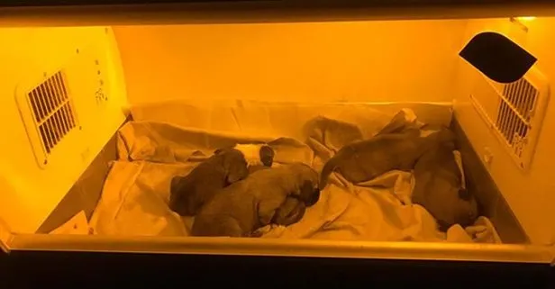 Yavru köpekler ölüme terk edilmiş halde bulundu