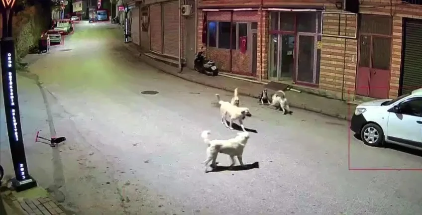 1784402188997.jpeg Ordu'da sokak köpekleri küçük çocuğa saldırdı-3