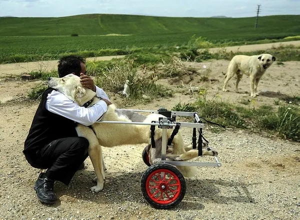 Erdoğan'ın oyu, Filistin direnişinin sembol fotoğrafına-4