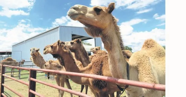 Emlak görünümlü çete konut kiralama yalanı ile 80 milyonluk vurgun yaparak deve çiftliği kurduğu iddia edildi