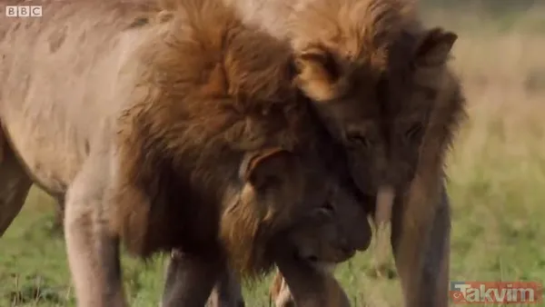 Cesur aslan onlarca sırtlanın arasında girdi! Vahşi doğada şoke eden kare! Sonrasında ise kaçınılmaz ölüm - 40
