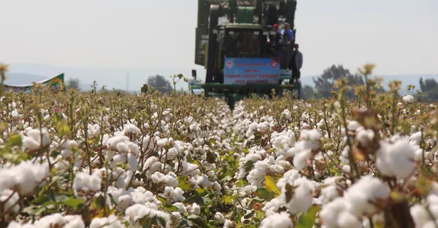Tarım ve Orman Bakanı Vahit Kirişci: Pamuk üreticisine dekar başı desteği 76 liradan 271 liraya yükselttik