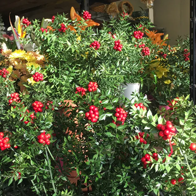 Aralık Ayının Gözdesi:Hem Şans Hem Bolluk Getirdiğine İnanılıyor