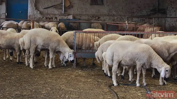 1 ton dana kaç bin TL! İşte Dana, Tosun, Düve, Koyun, Keçi ve Deve fiyatları! 2023 kurbanlık fiyatları: 1 koyun kaç bin TL? - 4