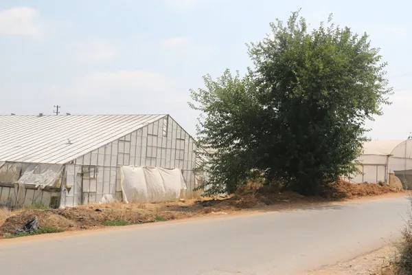 Antalya'da 10 günlük bebeği ağaç altına bırakan aile bulundu!-2