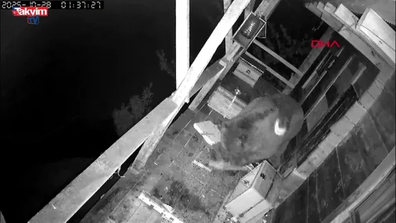 Balkona tırmanan ayı kovanları parçaladı: O anlar kamerada!