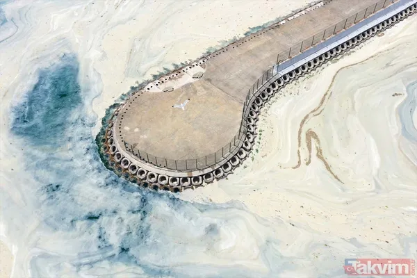 Caddebostan Sahili'nde müsilaj yoğunluğu arttı! Tabloya benzer görüntüler oluştu - 3