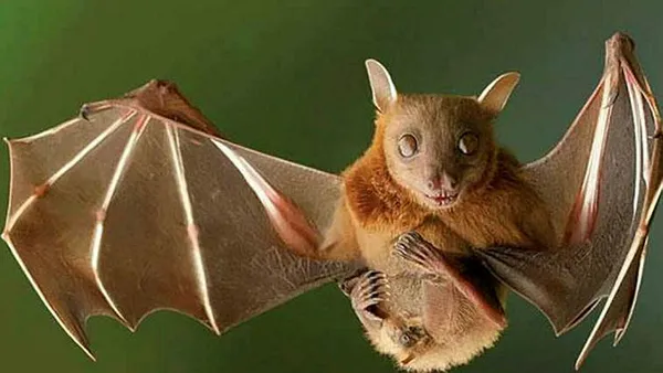 Bilim insanları ilk kez açıkladı! Meğer koronavirüs yarasalarda...-7