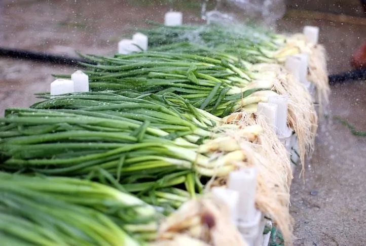 Yeşil soğan ödem atar