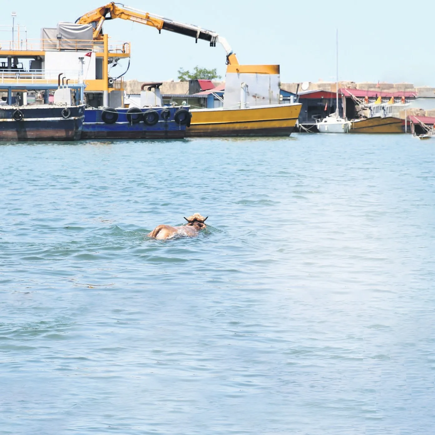 Kurbanlar-kurbanlıklar