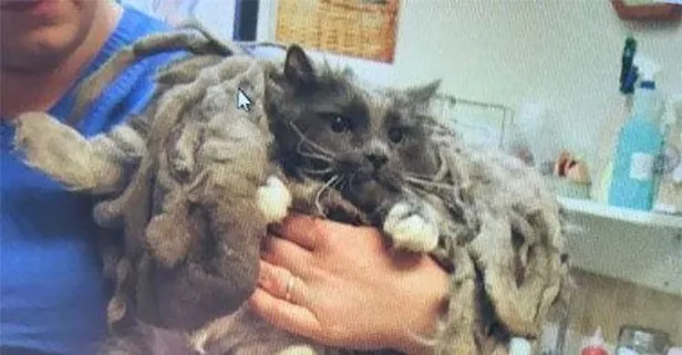 Barınağa bırakılan kedinin değişimi duygulandırdı