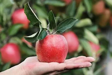 Pankreasın dostu elma