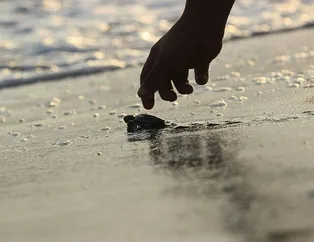 537 bin 424 tanesi denizle buluştu