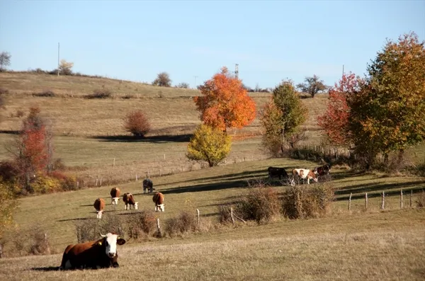 Türkiye'ye et ihracatı Sırbistan'daki Boşnaklardan-3