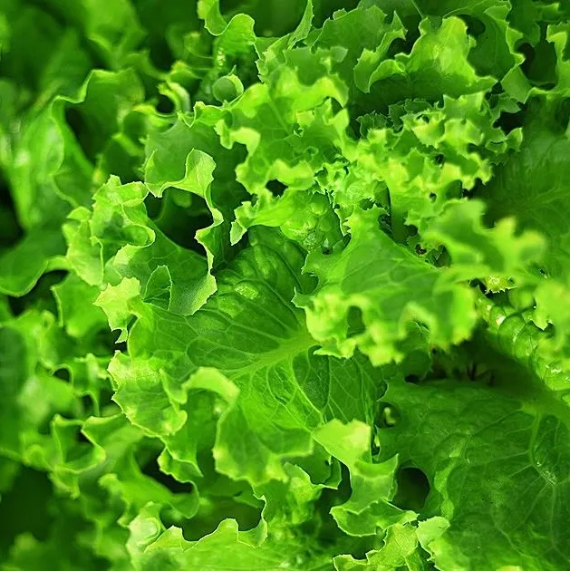 Kemiklere kıvırcık