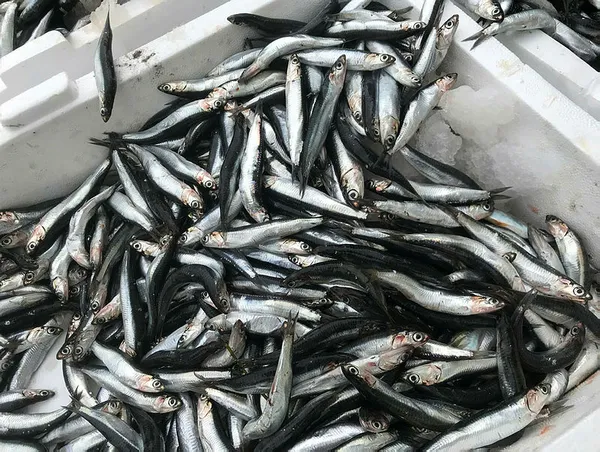 1603622311050.jpg Fiyatı el yakıyordu! Bir günde hamsi fiyatları yarı yarıya düştü-3