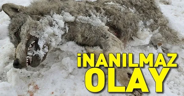 sivas ta asiri soguklar yuzunden kurt