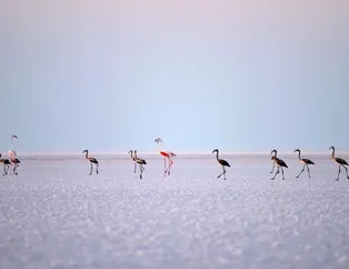 Tuz Gölü 'kuş cenneti' turistlerin akınına uğruyor