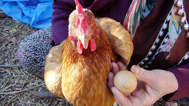 Bu tavuğun yumurtası tam bin lira!-5