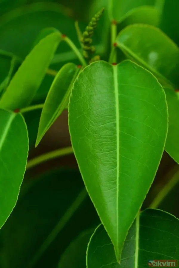 Dünyanın en tehlikeli ağacı! Dallarının altında durmak bile öldürebilir - 12