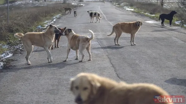 Ekşi Sözlük isimli lağım çukurunun kokuşmuş zihniyeti! 'Bir çocuğu mu kurtarırsınız yoksa bir köpeği mi?' sorusuna verilen cevaplar mide bulandırdı - 9