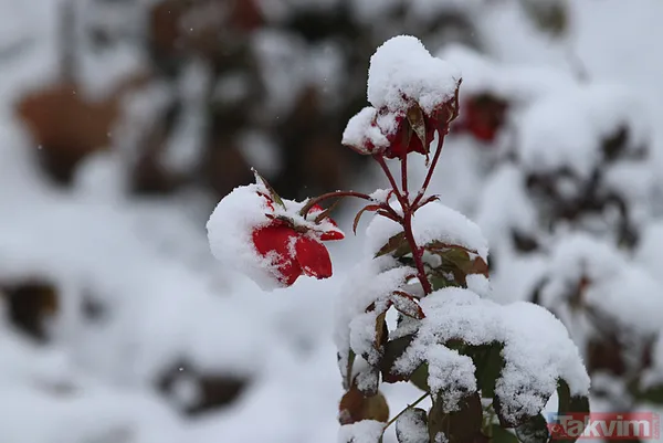 Kar sezonu başladı: Ankara ve İstanbul'da sulu Doğu'da lapa lapa - 11