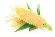 Gözlere süt mısır