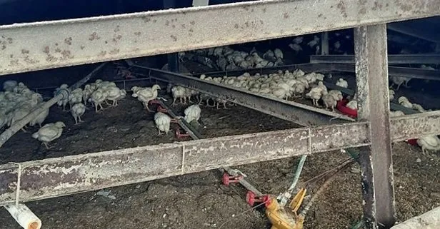 Sakarya’da çiftliğin çatısı çöktü! 25 bin tavuk telef oldu
