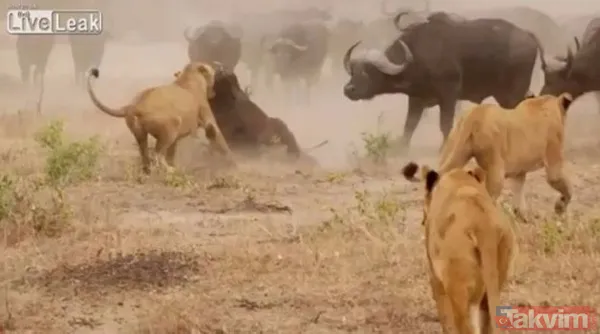 Ava giderken avlandı! Bir anda bufaloların arasında kalan aslanın zor anları (Aslan - Bufalo kavgası) - 41