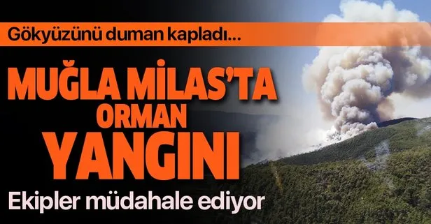 Son dakika haberi: Muğla Milas’ta orman yangını!