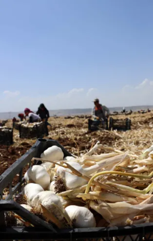 Son dakika: Tarlada 8 markette 40 lira! Gaziantep'te sarımsak hasadı başladı